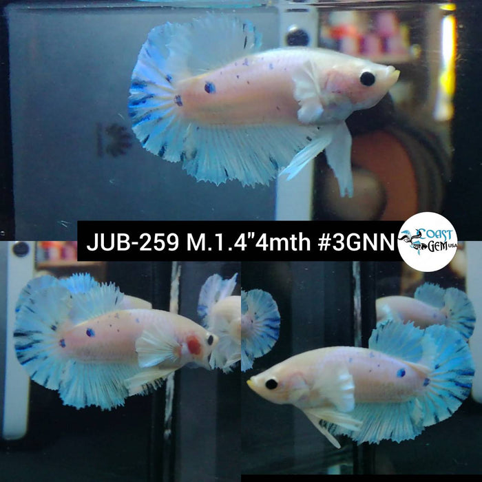 Live Betta Fish Male Plakat High Grade Blue Koi (JUB-259) What you see is what you get