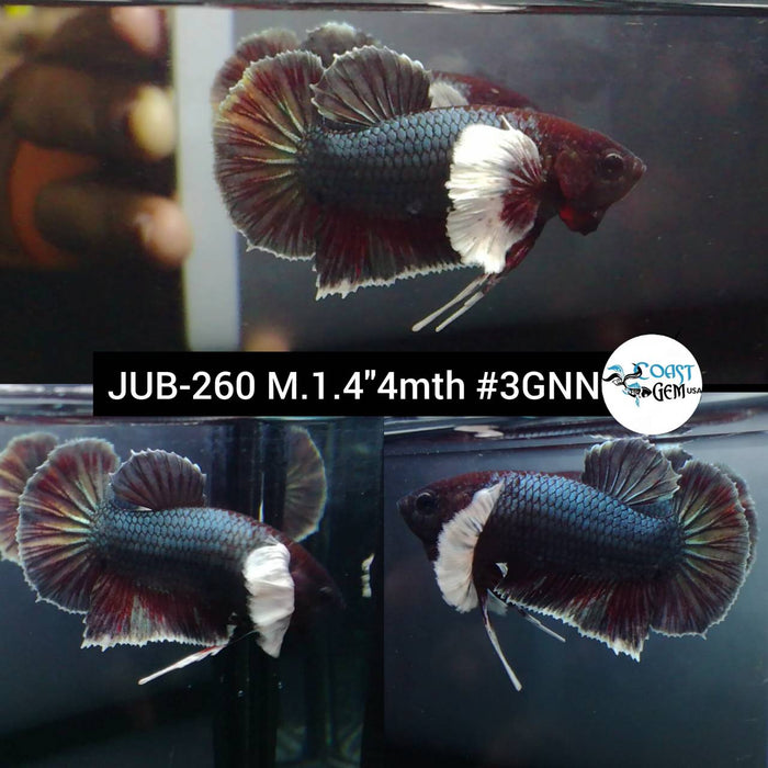 Live Betta Fish Male Plakat High Grade Copper Dumbo Ear (JUB-260) What you see is what you get