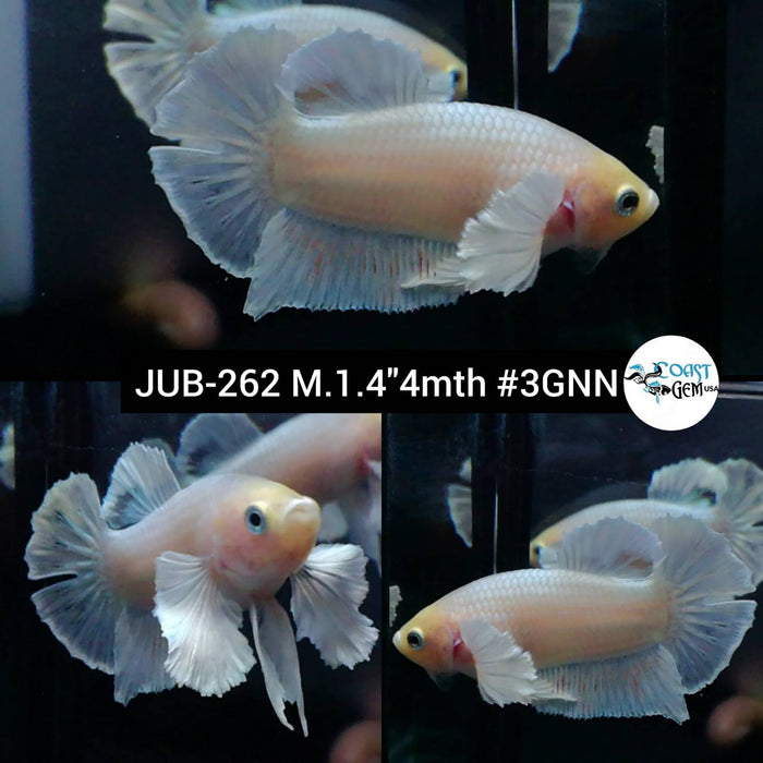 Live Betta Fish Male Plakat High Grade Salamander Dumbo (JUB-262) What you see is what you get