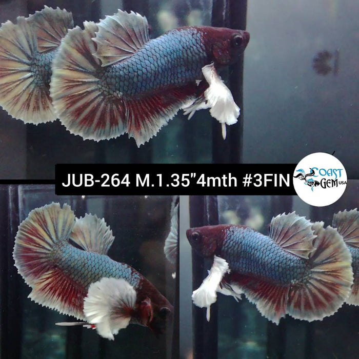Live Betta Fish Male Plakat High Grade Copper Salamander Dumbo (JUB-264) What you see is what you get