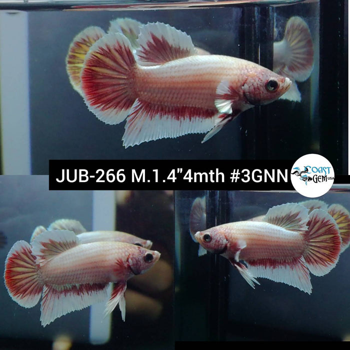 Live Betta Fish Male Plakat High Grade Pink Salamander (JUB-266) What you see is what you get