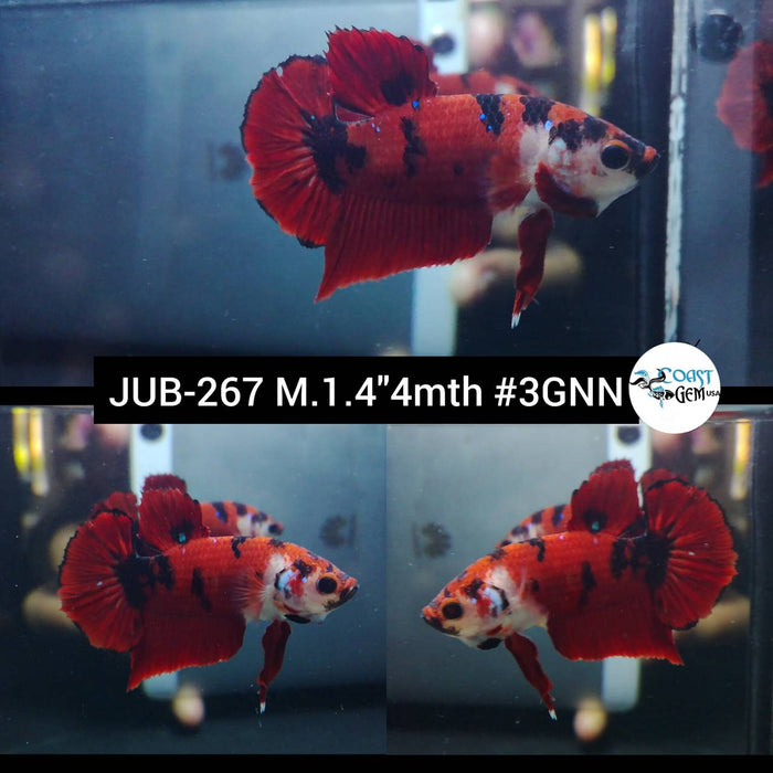 Live Betta Fish Male Plakat High Grade Red Koi Galaxy (JUB-267) What you see is what you get