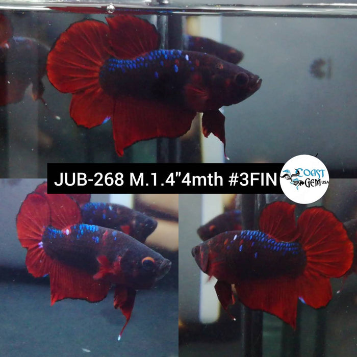 Live Betta Fish Male Plakat High Grade Red Koi Galaxy (JUB-268) What you see is what you get