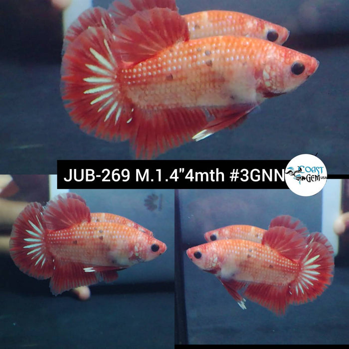 Live Betta Fish Male Plakat High Grade Red Marble (JUB-269) What you see is what you get