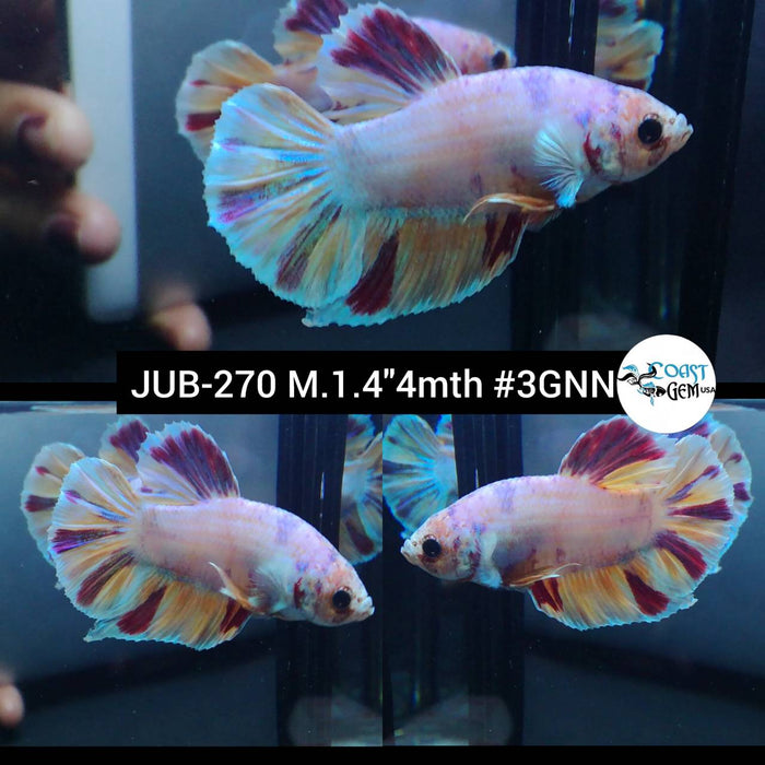 Live Betta Fish Male Plakat High Grade Pink Marble (JUB-270) What you see is what you get