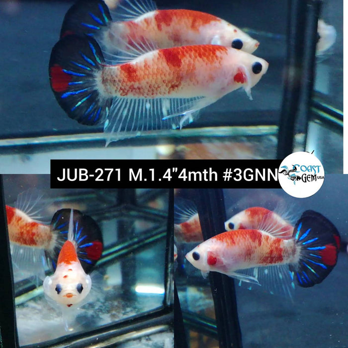 Live Betta Fish Male Plakat High Grade Koi Galaxy (JUB-271) What you see is what you get