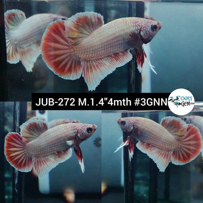 Live Betta Fish Male Pink Salamander Dumbo (JUB-272) What you see is what you get