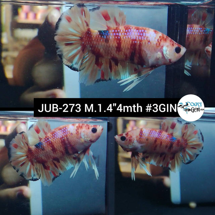 Live Betta Fish Male Plakat High Grade Nemo (JUB-273) What you see is what you get