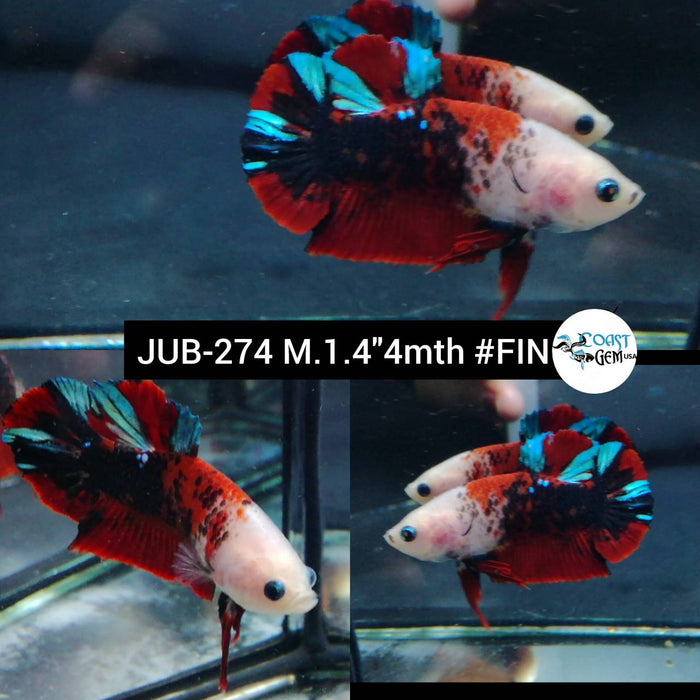Live Betta Fish Male Plakat High Grade Red Galaxy (JUB-274) What you see is what you get