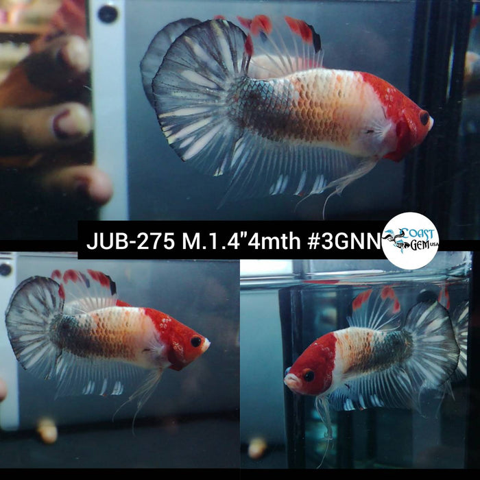 Live Betta Fish Male Plakat High Grade Red Koi (JUB-275) What you see is what you get