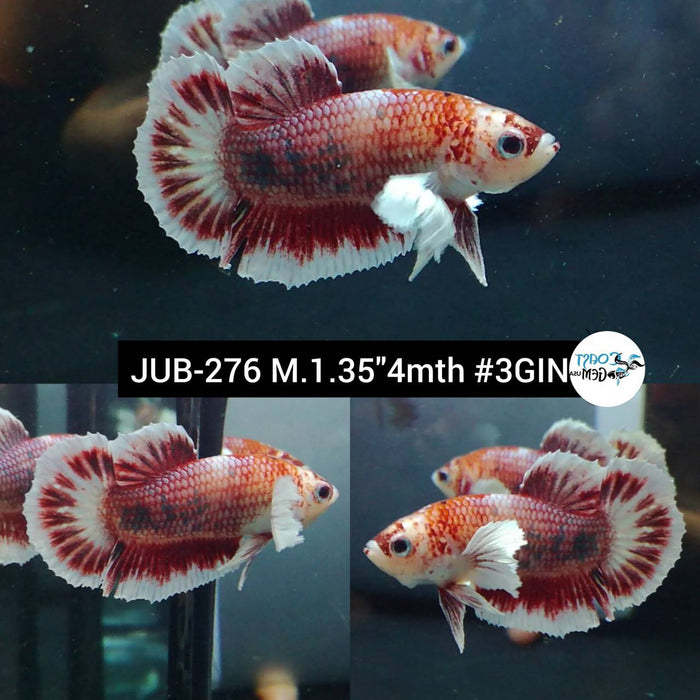 Live Betta Fish Male Plakat High Grade Big Dumbo (JUB-276) What you see is what you get
