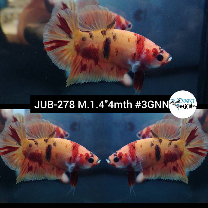 Live Betta Fish Male Plakat High Grade Nemo (JUB-278) What you see is what you get