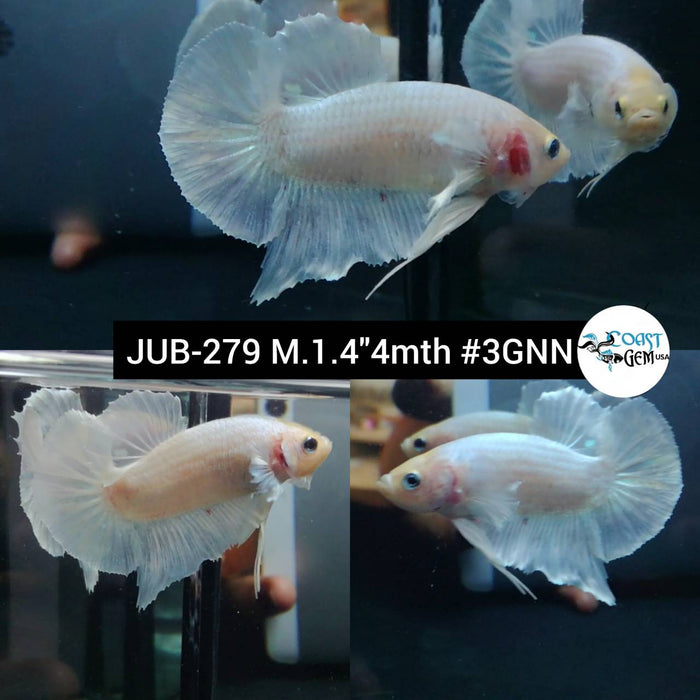 Live Betta Fish Male Plakat High Grade White Marble (JUB-279) What you see is what you get