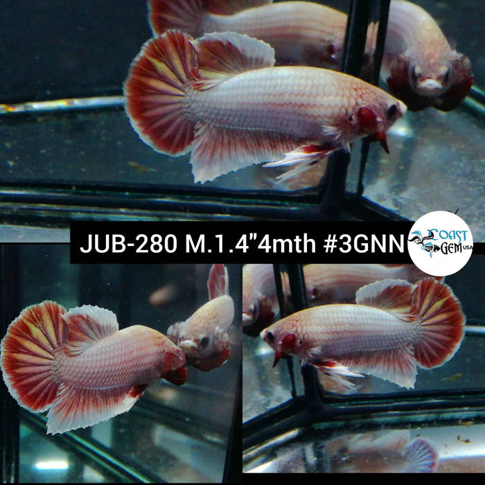 Live Betta Fish Male Plakat High Grade Fancy Marble (JUB-280) What you see is what you get