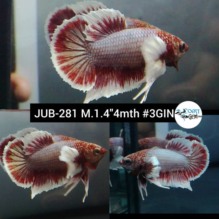 Live Betta Fish Male Plakat High Grade Fancy Marble (JUB-281) What you see is what you get