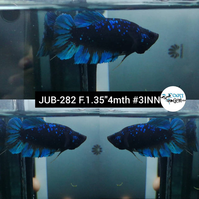 Live Betta Fish Male Plakat High Grade Black Blue Neon (JUB-282) What you see is what you get