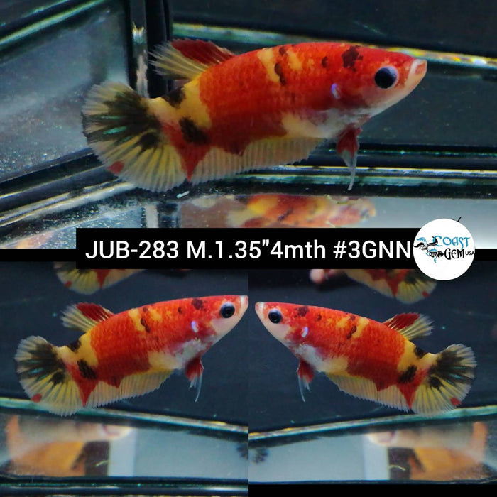 Live Betta Fish Female Plakat High Grade Nemo (JUB-283) What you see is what you get