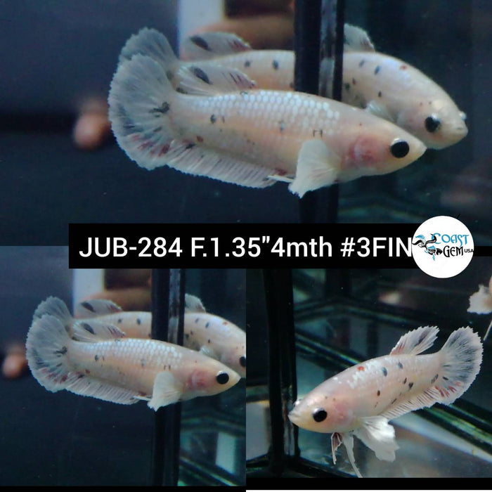 Live Betta Fish Female Plakat High Grade White Dumbo Fancy Koi (JUB-284) What you see is what you get
