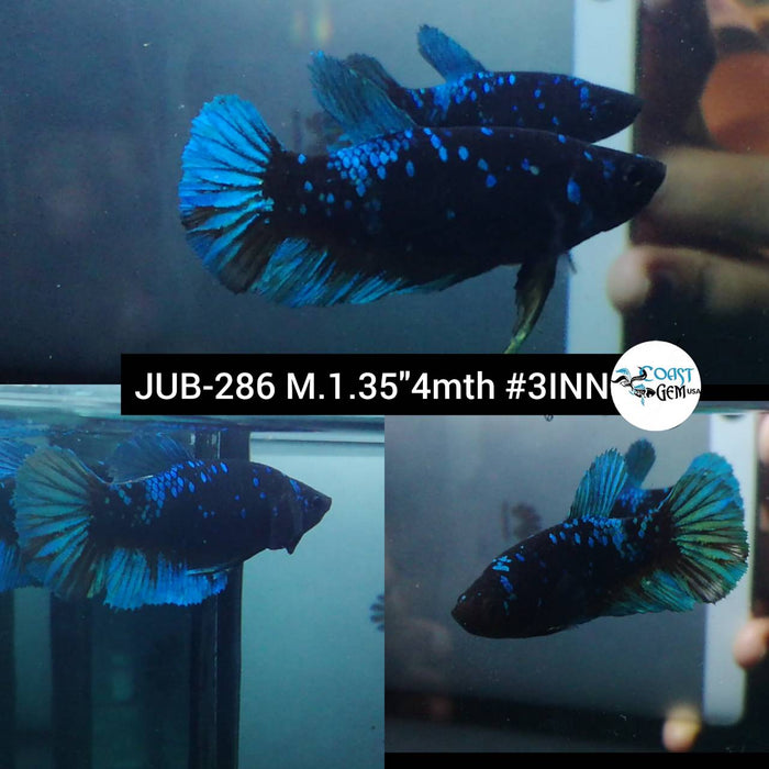 Live Betta Fish Male Plakat High Grade Black Blue Neon (JUB-286) What you see is what you get