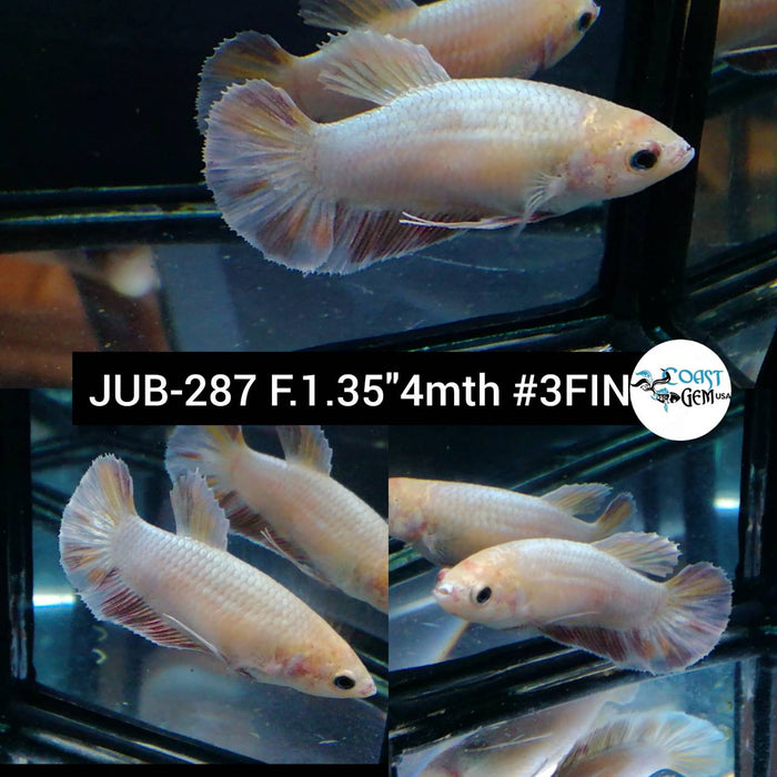 Live Betta Fish Male Plakat High Grade White Marble (JUB-287) What you see is what you get