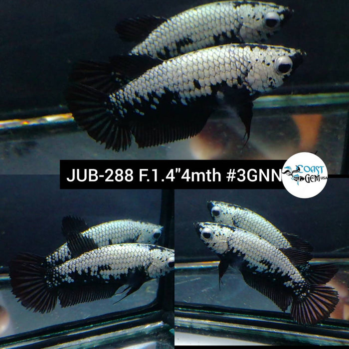 Live Betta Fish Male Plakat High Grade  Black Samurai Pair (JUB-288) What you see is what you get