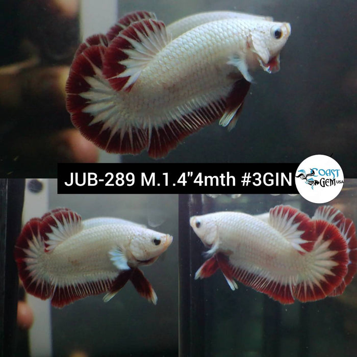Live Betta Fish Male Plakat High Grade Red Dragon (JUB-289) What you see is what you get