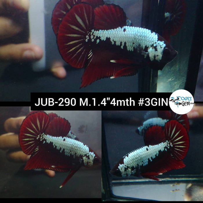 Live Betta Fish Male Plakat High Grade Red Samurai Pair (JUB-290) What you see is what you get
