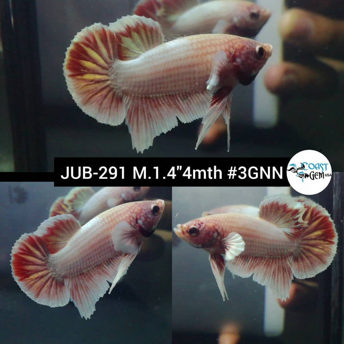 Live Betta Fish Male Plakat High Grade Fancy Marble (JUB-291) What you see is what you get