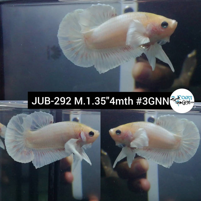 Live Betta Fish Male Plakat High Grade White Marble (JUB-292) What you see is what you get