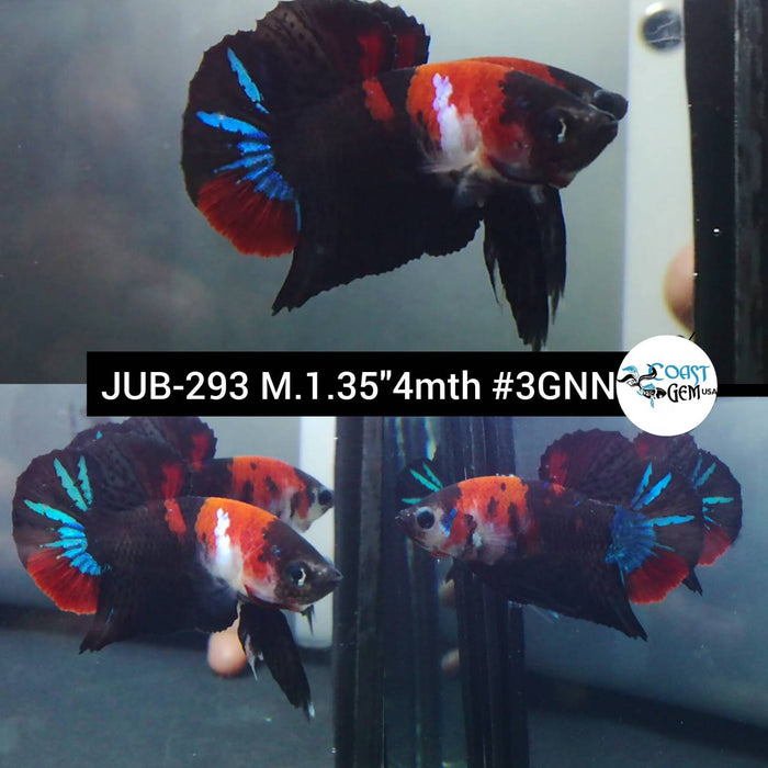 Live Betta Fish Male Plakat High Grade Red Black Galaxy (JUB-293) What you see is what you get