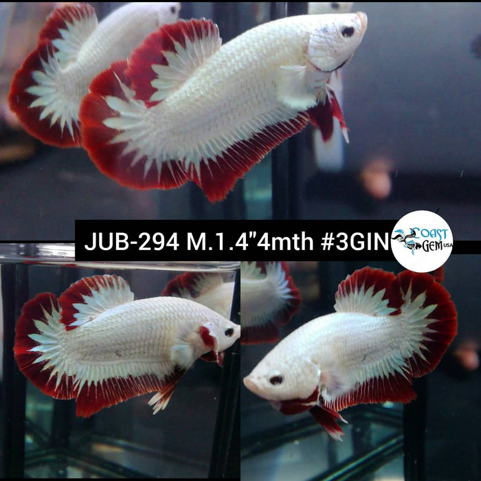 Live Betta Fish Male Plakat High Grade Red Dragon (JUB-294) What you see is what you get