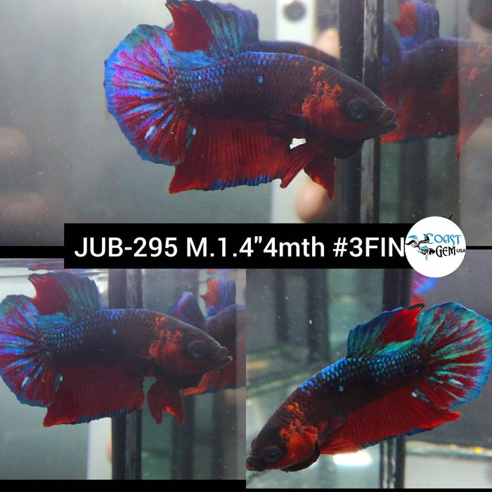 Live Betta Fish Male Plakat High Grade Blue Fancy Galaxy Red Rim (JUB-295) What you see is what you get