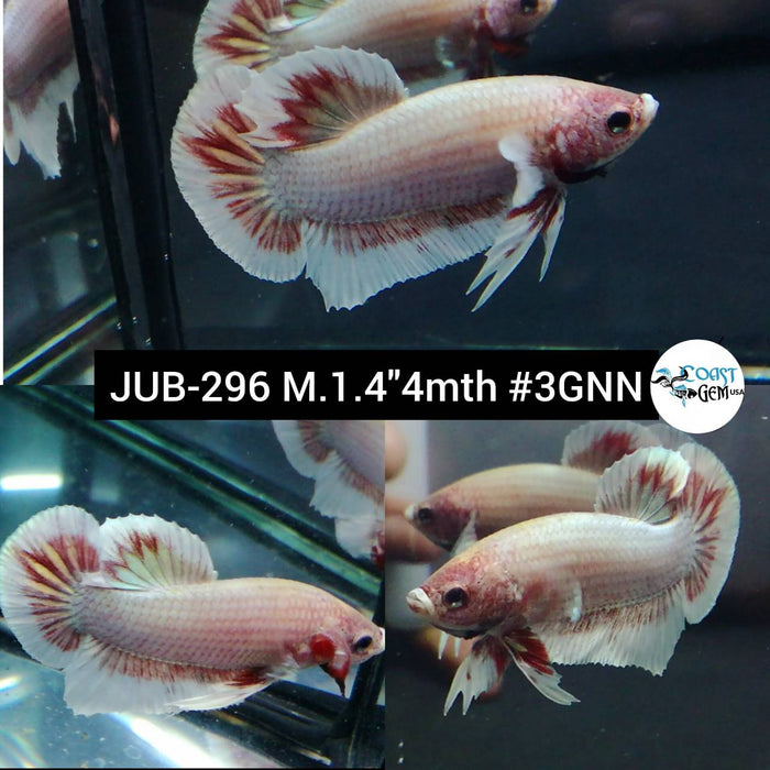 Live Betta Fish Male Plakat High Grade Fancy Marble (JUB-296) What you see is what you get