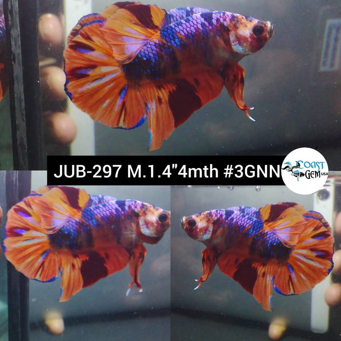 X Live Betta Fish Male Plakat High Grade Galaxy Nemo (JUB-297) What you see is what you get