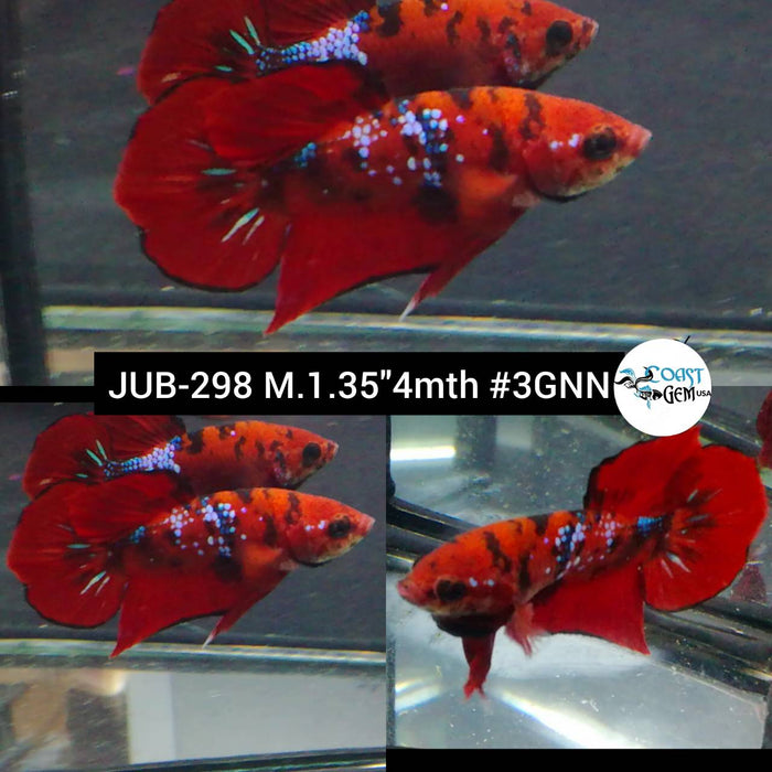 X Live Betta Fish Male Plakat High Grade Red Galaxy (JUB-298) What you see is what you get