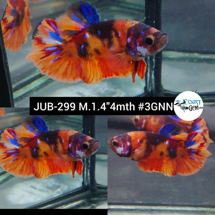 Live Betta Fish Male Plakat High Grade Orange Galaxy Nemo (JUB-299) What you see is what you get