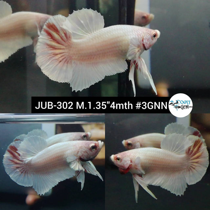 Live Betta Fish Male Plakat High Grade Fancy Marble (JUB-302) What you see is what you get