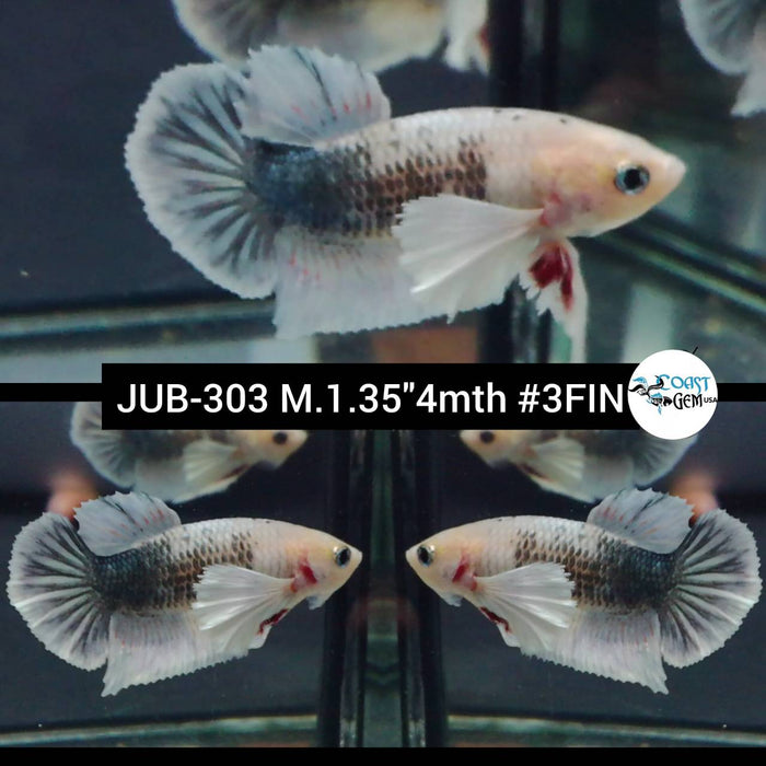 Live Betta Fish Male Plakat High Grade White Copper Marble (JUB-303) What you see is what you get