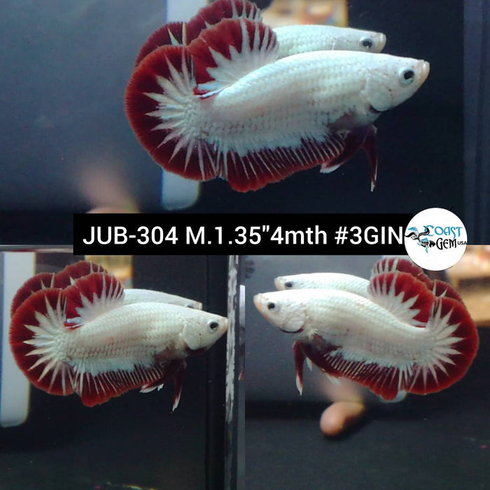 Live Betta Fish Male Plakat High Grade Red Dragon (JUB-304) What you see is what you get