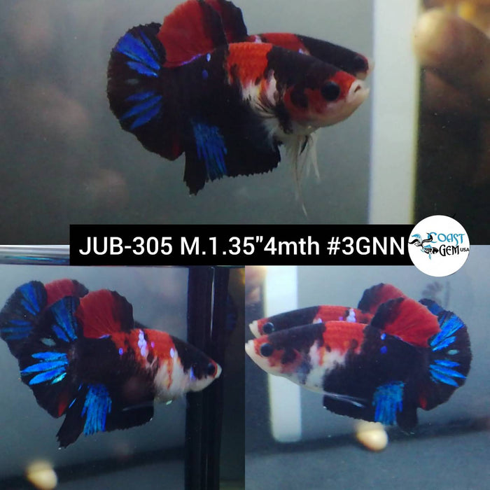 Live Betta Fish Male Plakat High Grade Red Black Galaxy (JUB-305) What you see is what you get