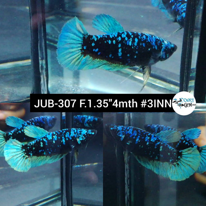 Live Betta Fish Female Plakat High Grade Black Blue Neon (JUB-307) What you see is what you get