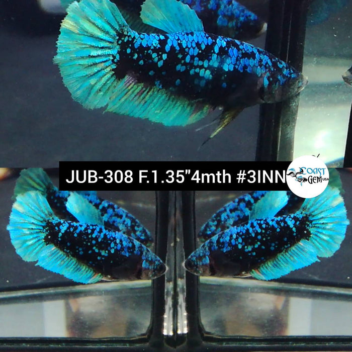 Live Betta Fish Female Plakat High Grade Black Blue Neon (JUB-308) What you see is what you get