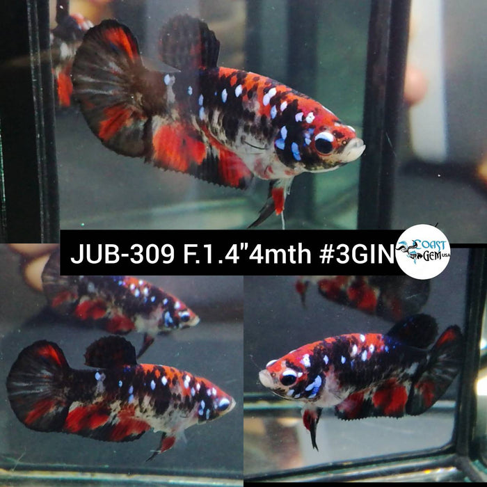 X Live Betta Fish Female Plakat High Grade Fancy Galaxy (JUB-309) What you see is what you get