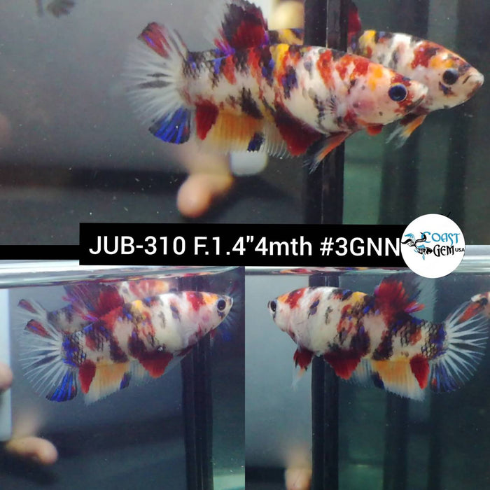 X Live Betta Fish Female Plakat High Grade Fancy Koi (JUB-310) What you see is what you get