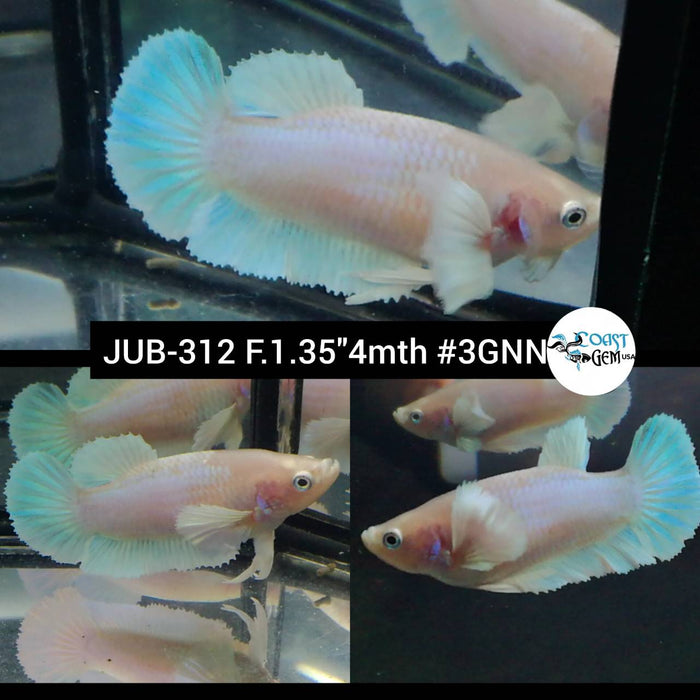 Live Betta Fish Female Plakat High Grade White Marble (JUB-312) What you see is what you get
