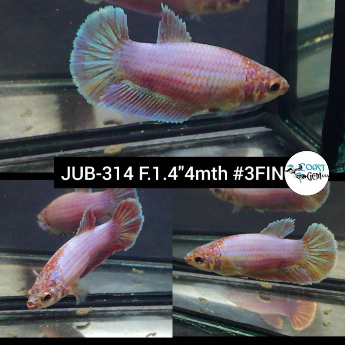 Live Betta Fish Female Plakat High Grade Pink Marble (JUB-314) What you see is what you get