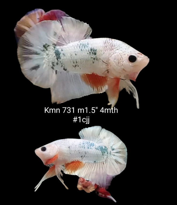 S098 Betta male Plakat High Grade White Copper Polka Dot (KMN-731) What you see is what you get!