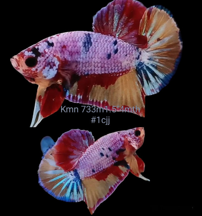 Betta Female Plakat High Grade Pink Koi Galaxy (KMN-733) What you see is what you get!