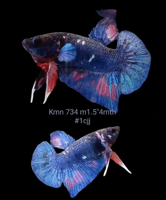 Betta Female Plakat High Grade Blue Fancy Black Rim (KMN-734) What you see is what you get!
