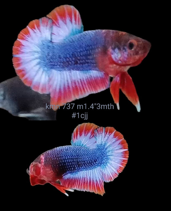 S096 Betta Female Plakat High Grade Blue Fancy Red Rim (KMN-737) What you see is what you get!